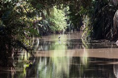 To the right of the Goliath heron is an African finfoot. This is the only photo I have of one of these secretive birds