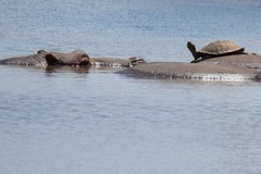 1904 A turtle sunbathing on a hippo's back