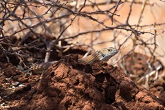 Large lizard, species unknown to me