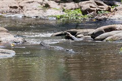 Even the faster flowing parts of the Rojowero have a good population of crocodiles