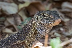 Nile monitors are often found on the river banks and are good swimmers