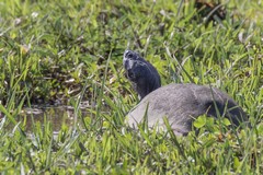 Turtle at the side of a small stream