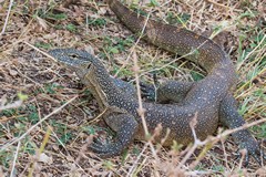 Nile monitor