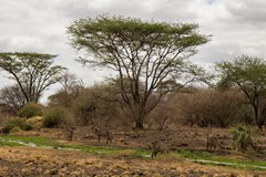 The open sections of the Mulika river near the airstrip have high concentrations of game like these waterbuck along them