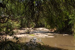 The Rojowero river. You can just make out some submerged hippos in the right foreground