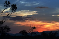 Doum palms in silhouette