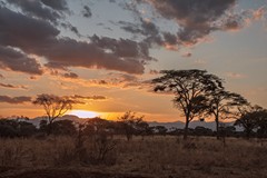 Weaver birds nests in an acacia