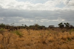 Giraffe country