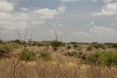 Elephants on the move