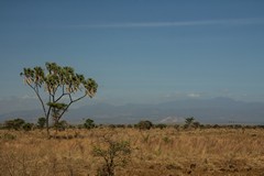 Doum palm, also known as the gingerbread tree because of the taste of its fruits, with the Nyambene hills behind