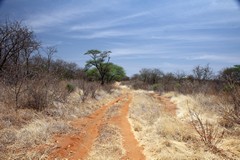     The little used road to Elsa's grave