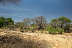 Sand river awaiting the rains to bring it back to life