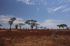 The red soil of Meru. The colour is caused by iron oxide in the underlying rock and the soil is known as laterite