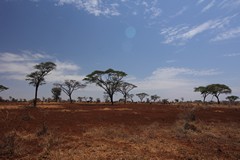 The red soil of Meru. The colour is caused by iron oxide in the underlying rock and the soil is known as laterite