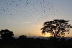 A flock of birds heading to roost