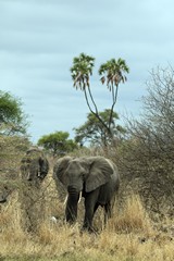 As long as the small streams and rivers continue to flow throughout the dry season, animals that require regular accesss to a lot of water can maintain a year round presence