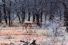 On the road to the Tana river further south the bush is thick and almost impenetrable with enormous spikes on virtually every plant. Only a few gerenuk and dik-diks seem to be able to cope in this arid place