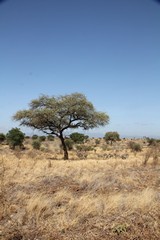 There is still plenty of grass for those animals such as zebra that can deal with it. Also many shrubs and bushes have green leaves on them for the browsers - giraffe, lesser kudu, gerenuk and many others