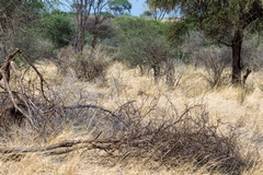 Cheetahs are scarce in Meru but can be seen either stalking or hunting in the more open areas. They don't always use a high speed chase to make a kill