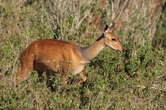 A very pretty female bushbuck, known as a ewe