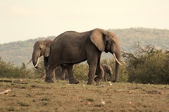 This young bull is of an age when he will soon be leaving the breeding herd and joining a bachelor group