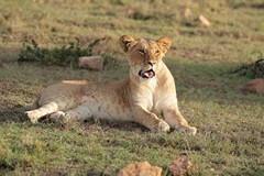 A well grown lion cub. Part of a family of six