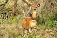 Bushbuck ewe