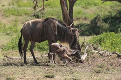 The calf struggles to its feet within minutes and wobbles about learning to control its legs