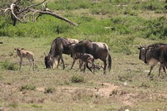 4013 Less than ten minutes old and it's following its mother as she wants to rejoin the herd as soon as possible