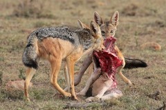 Squabbling over dinner