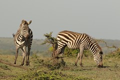 Grant's zebras