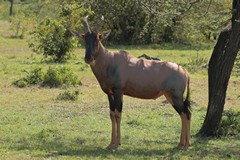 Topi will eat most floodplain type grasses