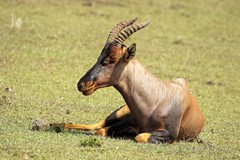 Topi do best in large ecosystems where they are less at risk fron failed rains or floods