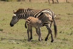 Mum and foal