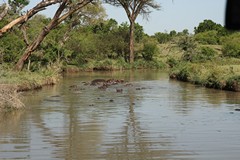 The smell downwind of this hippo pod was pretty awful