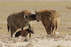 Hyaenas greet one another at the entrance to the den