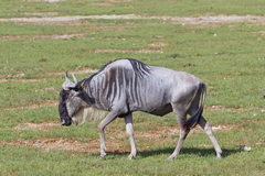 Wildebeeste congregate wherever there is short green grass