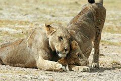 One of these almost full grown lions has a long gash on its back leg. It's amazing how quickly they heal