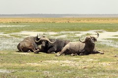 Swamps provide a permanent supply of water for buffalos. To digest grass they can produce up to a gallon of saliva daily