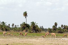 4041 Grant's gazelles. They are larger than the Thomson's gazelles, and usually a little paler