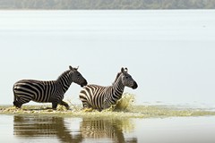 Cooling off in the lake