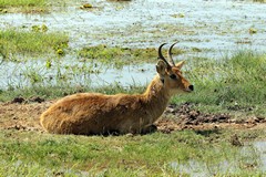 Bohor reedbuck