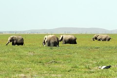 The tusks on the central elephant have developed pointing backwards