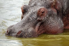 The pinkish colour of the skin is partly due to a reddish secretion that protects against sunburn
