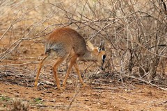 Plenty of Kirk's dik-diks in this dry bush area