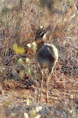 Kirk's dik-dik