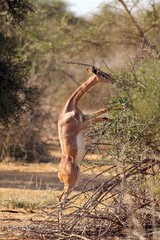 Gerenuks often stand on their hind legs to browse