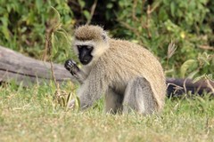 Vervets feed on seeds, flowers, foliage, gum and fruits. They love figs and marulas