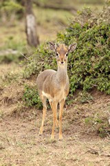 Naivasha dik dik, the local subspecies of Kirk's dik dik