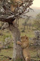 Almost fully grown cubs playing